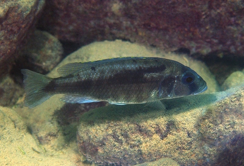 Sciaenochromis sp. 'stripe tanzania' Lundu